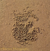 Sand bubbles