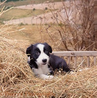 Hay-making spirit 1 - puppy lying down