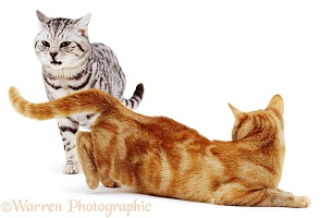 Silver tabby cat flehming with ginger cat