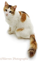 Calico cat