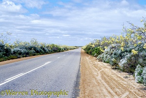 Yellow flowers by a straight road, Australia