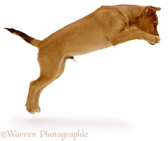 Brown puppy leaping
