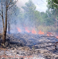 Bush fire in Queensland