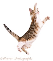 Cat leaping with outstretched arms