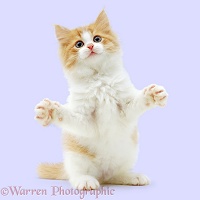Ginger-and-white kitten reaching out with paws up