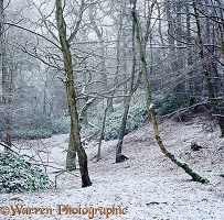 Snowy woodland scene 3D 2 R