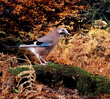 Jay in autumn