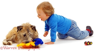 Toddler and terrier with fluffy toy
