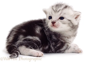 Tiny silver tabby kitten