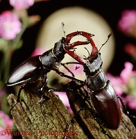 Stag Beetles fighting