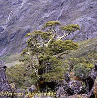 Lichen covered tree