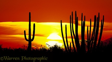 Organ Pipe and Saguaro cacti at sunset