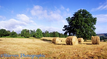 Hay bales in Shere