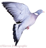 Wood Pigeon taking off