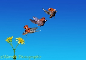 Ladybird triple image