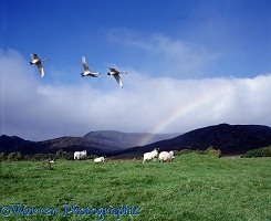 Whooper Swans and sheep