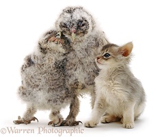 Baby Tawny Owls with kitten