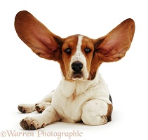 Basset with ears up