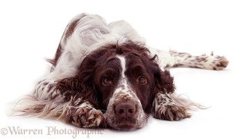 Springer Spaniel with chin on ground