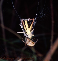 Garden Spider with grasshopper prey