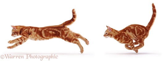 Ginger cat running