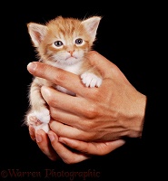 Ginger kitten in hands