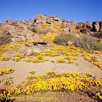 Desert flowers at Nababeep