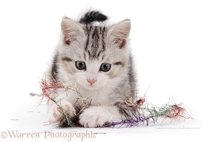 Kitten with tinsel