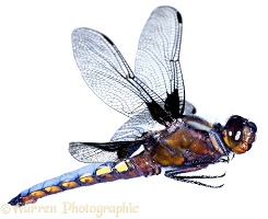 Libellula Dragonfly in flight