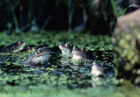 Common Frogs croaking in a pond