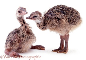 Baby Ostriches