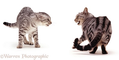 Aggressive silver tabby cats