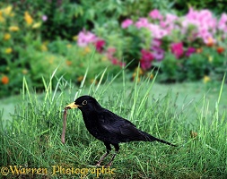 Blackbird with worm