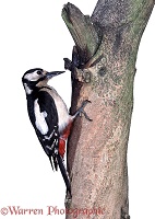 Great-spotted Woodpecker perched