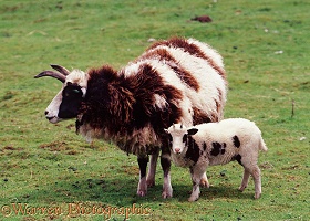 Jacob Sheep ewe and lamb