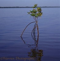 Mangrove standing in water