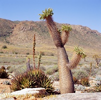 Elephant's Trunk or Halfmens desert plant