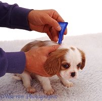 Puppy flea treatment