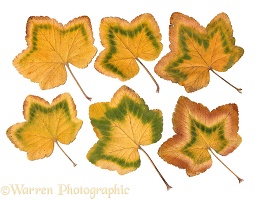 Flowering Currant leaves