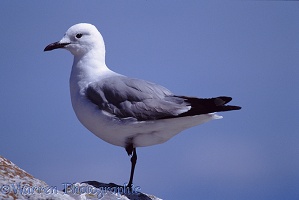 Grey-headed Gull on one leg