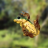 Reed Frog on glass
