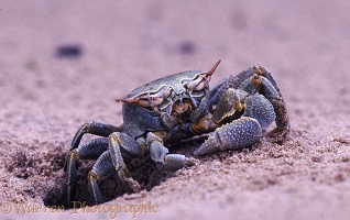 Sand crab cleaning eyes