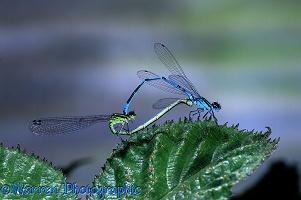 Azure Damselfly pair