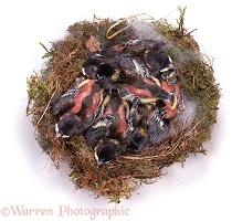 Great Tit nest, Day