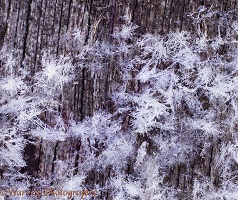 Snow crystals