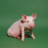 Pink pig sitting on green background