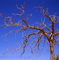 Dead tree in the Namib Desert