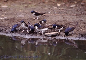 House Martins collecting mud