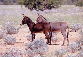 Pair of Donkeys