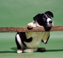 Border Collie leaning on a fence
